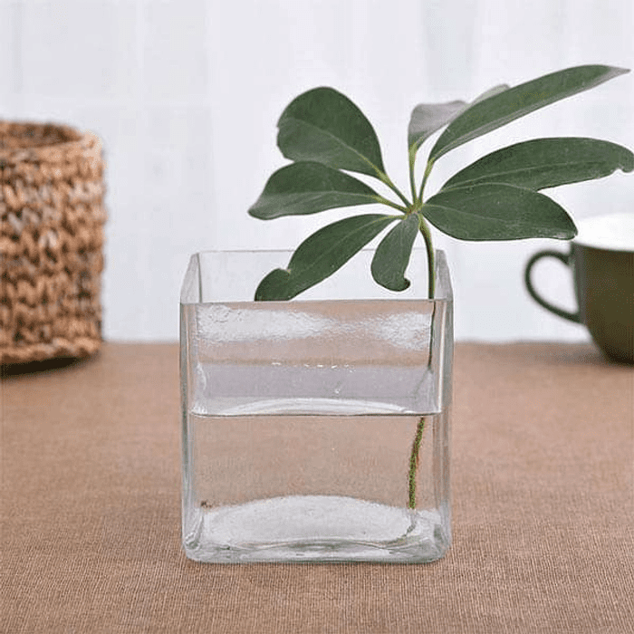 GreenEarth Nurseries 4-Inch Clear Square Glass Cube Vase (10 cm)