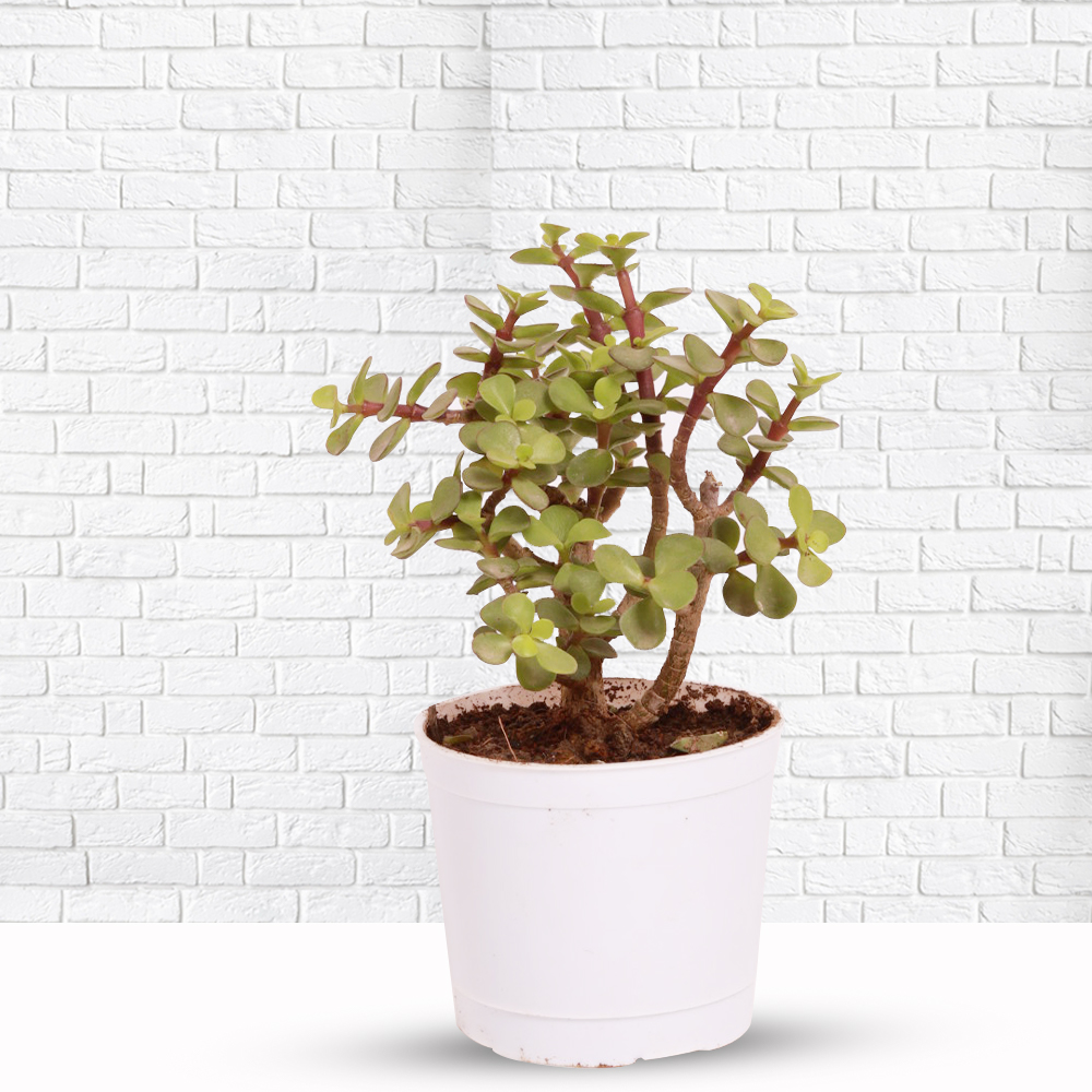 Crassula Ovata Jade Live Succulent Plant
