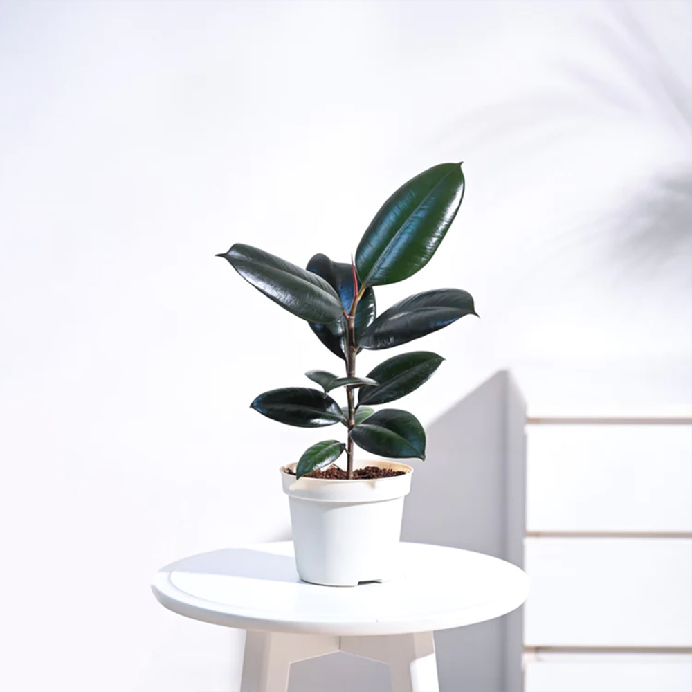 Ficus Elastica Rubber Live Indoor Plant