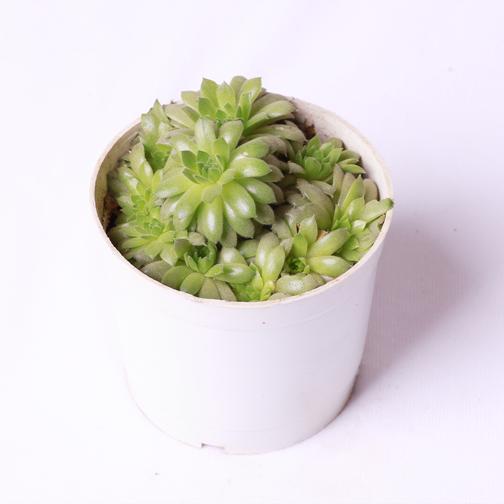 Vishnu Kamal Sempervivum Live Succulent Plant