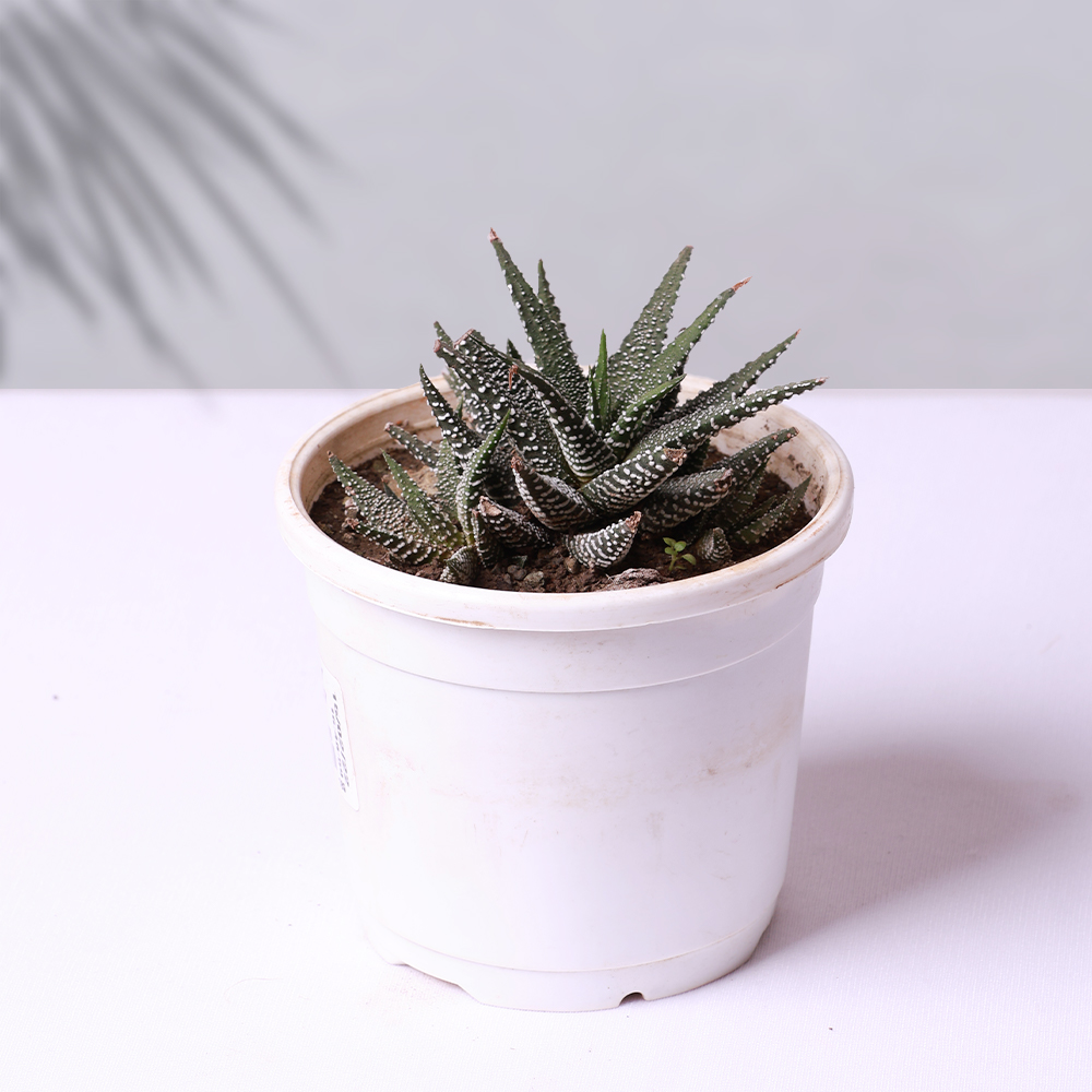 Haworthia Zebra Succulent Live Indoor Plant