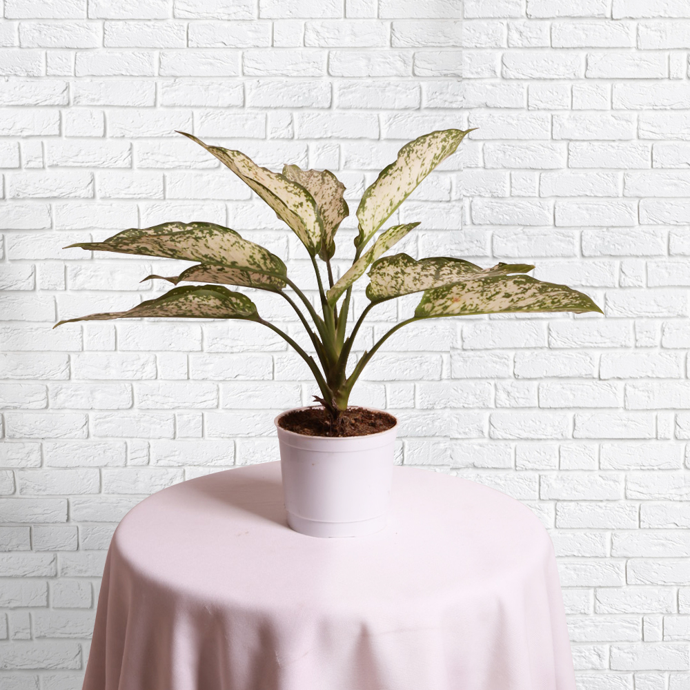 Aglaonema Red Valentine Live Indoor Plant