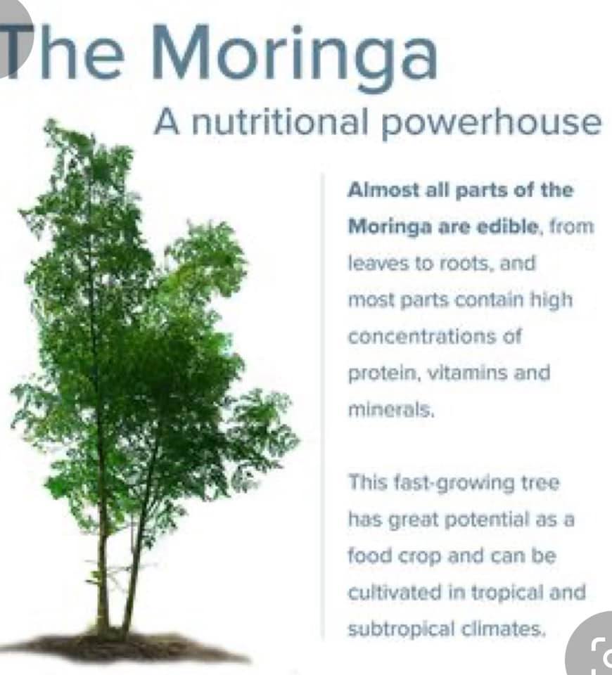 Organic Moringa Powder