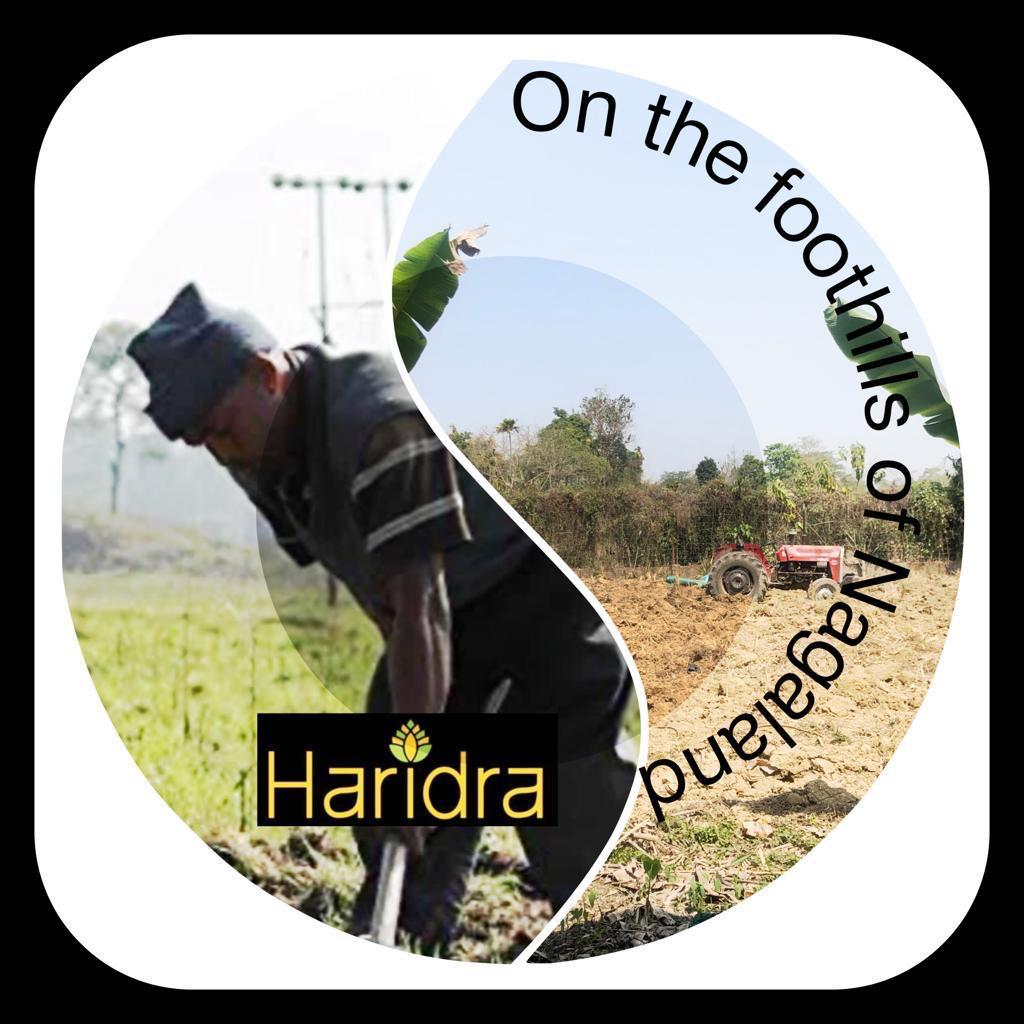 Haridra Red Turmeric Powder – Pure, Potent, and Naturally Sourced