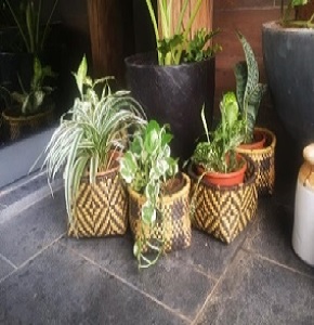 Handcrafted Woven Palm Leaf Half Kottan Baskets (Set of 3)